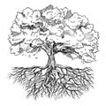 Spreading tree with leaves and rootage, hand drawn Royalty Free Stock Photo