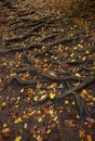 Spreading tree root system and fallen leaves on the ground. Royalty Free Stock Photo