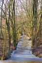 Spree Forest in winter