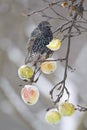 Spreeuw, Common Starling, Sturnus vulgaris