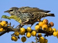 Spreeuw, Common Starling, Sturnus vulgaris