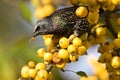 Spreeuw, Common Starling, Sturnus vulgaris