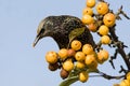 Spreeuw, Common Starling, Sturnus vulgaris