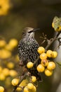 Spreeuw, Common Starling, Sturnus vulgaris