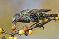 Spreeuw, Common Starling, Sturnus vulgaris