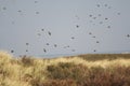 Spreeuw, Common Starling, Sturnus vulgaris Royalty Free Stock Photo