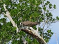 Osprey Eating A Fish 