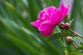 Sprig of amazing bright pink pion flower with three buds