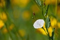 Sprig of amazing lonely white bindweed flower with red buds
