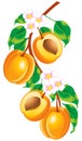 Sprig of apricots
