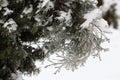 Sprig arborvitae close up after the ice storm, rain.