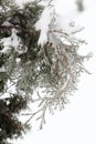 Sprig arborvitae close up after the ice storm, rain.