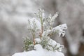 Sprig arborvitae close up after the ice storm, rain.