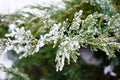 Sprig arborvitae