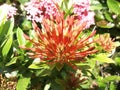 a sprig of Ashoka flower buds about to bloom