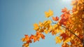 A sprig of autumn colored maple tree branch against a blue sky Royalty Free Stock Photo