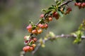 Sprig of barberry with berries close-up on a blurred background