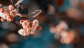 Sprig of barberry Thunberg with red leaves and yellow flowers, close-up, copy space