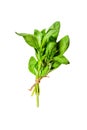 A sprig of Basil Isolated on white background. Top view