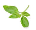 Sprig of basil on white isolated background. Close-up.Top view. Royalty Free Stock Photo