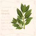 Sprig of bay leaf in vintage style