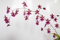 Sprig of Beautiful Dainty Pink Oncidium Orchid Flowers