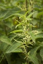 A sprig of beautiful green nettle photographed close-up. Royalty Free Stock Photo