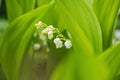 Sprig of beautiful white lily flowers Royalty Free Stock Photo