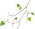 Sprig of birch