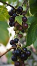 A sprig of black currant.