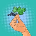 Sprig of black currant in the hands