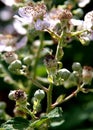 Sprig with blackberry flowers and the first fruits