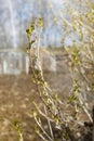 A sprig of blackcurrant bush with leaves in the spring. Nature's Spring Awakening Royalty Free Stock Photo