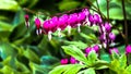 A Sprig of Bleeding hearts Royalty Free Stock Photo