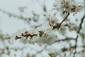 A sprig of blooming apricots with a lot of white buds. Royalty Free Stock Photo