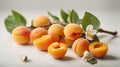 Sprig of blooming apricots on a white background. Royalty Free Stock Photo