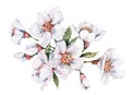 A sprig of blooming cherry on a white background. Watercolor