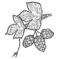 Sprig of blooming hops and leaves. Scratch board imitation. Black and white hand drawn image. Royalty Free Stock Photo