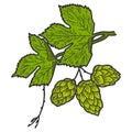 Sprig of blooming hops and leaves. Scratch board imitation. Color hand drawn image.