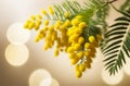 Sprig of blooming mimosa on beige-pink background with bokeh. Beautiful delicate twig bloom yellow spring flower Royalty Free Stock Photo