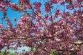 A sprig of blooming sakura.Beautiful pink flowers.