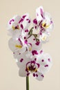 A sprig of blooming spotted orchid