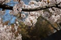 blooming white plum tree flowers on a blurred bokeh background Royalty Free Stock Photo