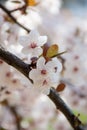 blooming white plum tree flowers on a blurred bokeh background Royalty Free Stock Photo