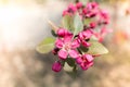 blooming wild apple tree in early spring on a blurred background of natural