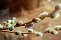 Sprig of blooming willow on a background of nature. The idea of a happy Easter and Palm Sunday. Royalty Free Stock Photo