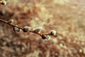 Sprig of blooming willow on a background of nature. The idea of a happy Easter and Palm Sunday. Royalty Free Stock Photo