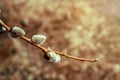 Sprig of blooming willow on a background of nature. The idea of a happy Easter and Palm Sunday. Royalty Free Stock Photo