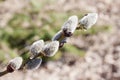 Sprig of blooming willow on a background of nature. Royalty Free Stock Photo