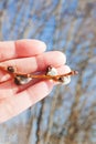 Sprig of blooming willow in a female hand on a background of nature. Royalty Free Stock Photo